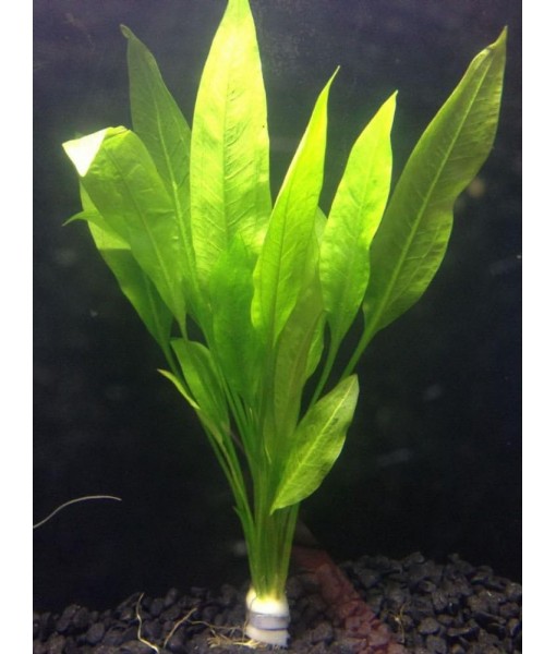 Sword - Echinodorus Bleheri x3 Plants - Live Aquarium Plant