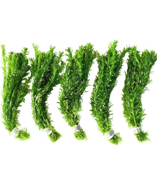 Mainam 5 Pack Anacharis Elodea Densa Tropical Live Aquarium Plants Freshwater Aquatic Pond Water Decorations 3 Days Live Guaranteed