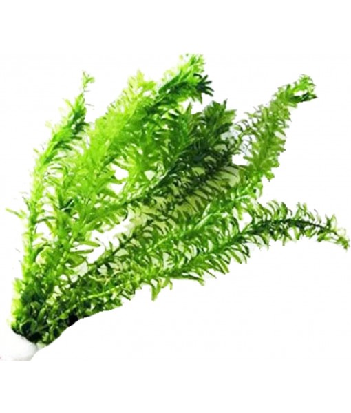 Mainam 5 Pack Anacharis Elodea Densa Tropical Live Aquarium Plants Freshwater Aquatic Pond Water Decorations 3 Days Live Guaranteed
