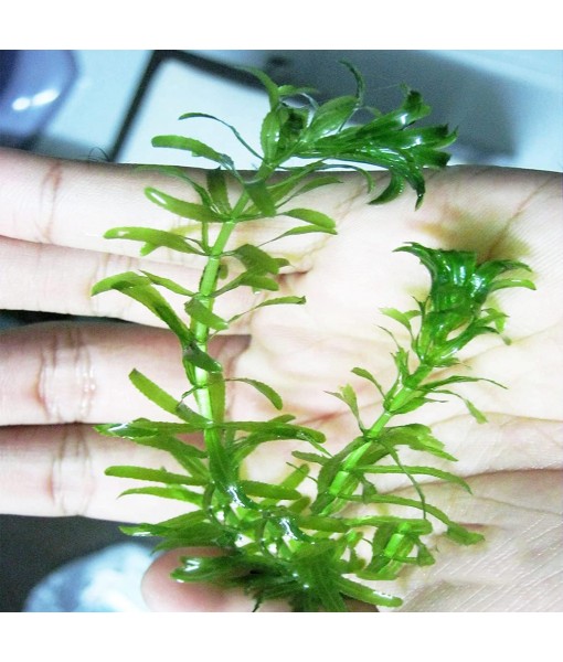 Mainam 5 Pack Anacharis Elodea Densa Tropical Live Aquarium Plants Freshwater Aquatic Pond Water Decorations 3 Days Live Guaranteed