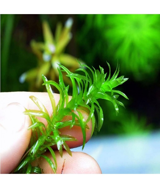 Mainam 5 Pack Anacharis Elodea Densa Tropical Live Aquarium Plants Freshwater Aquatic Pond Water Decorations 3 Days Live Guaranteed