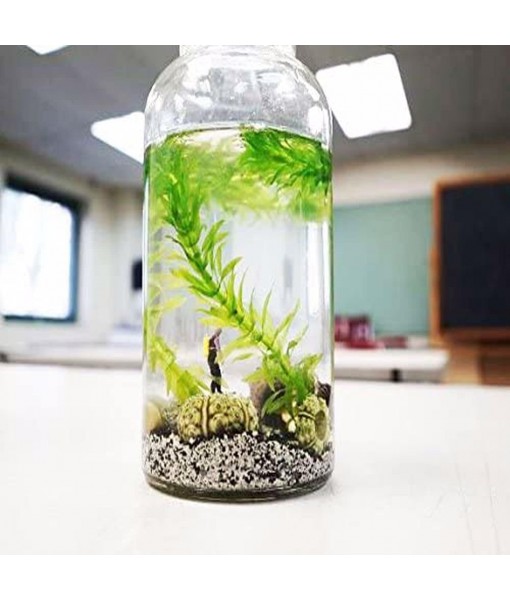 Mainam 5 Pack Anacharis Elodea Densa Tropical Live Aquarium Plants Freshwater Aquatic Pond Water Decorations 3 Days Live Guaranteed