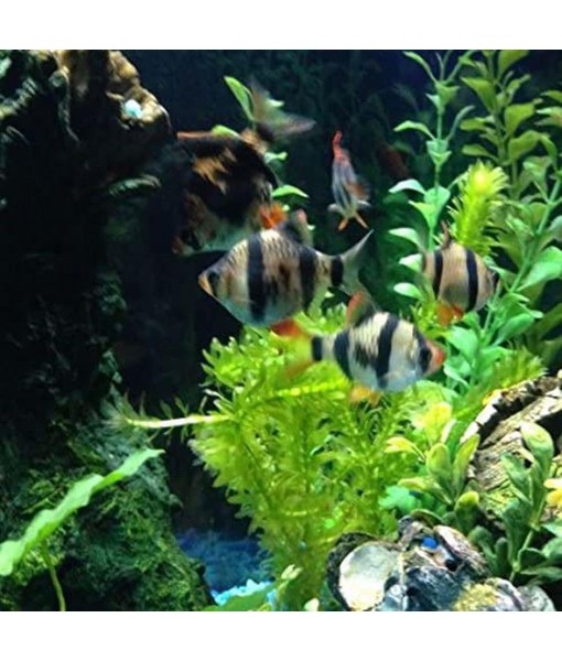 Mainam 5 Pack Anacharis Elodea Densa Tropical Live Aquarium Plants Freshwater Aquatic Pond Water Decorations 3 Days Live Guaranteed