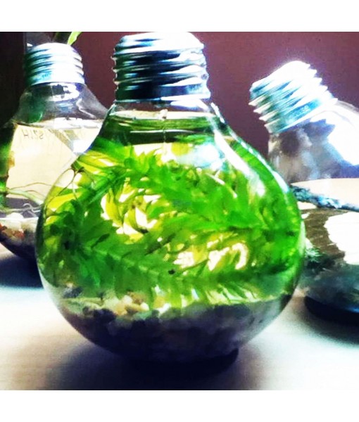 Mainam 5 Pack Anacharis Elodea Densa Tropical Live Aquarium Plants Freshwater Aquatic Pond Water Decorations 3 Days Live Guaranteed