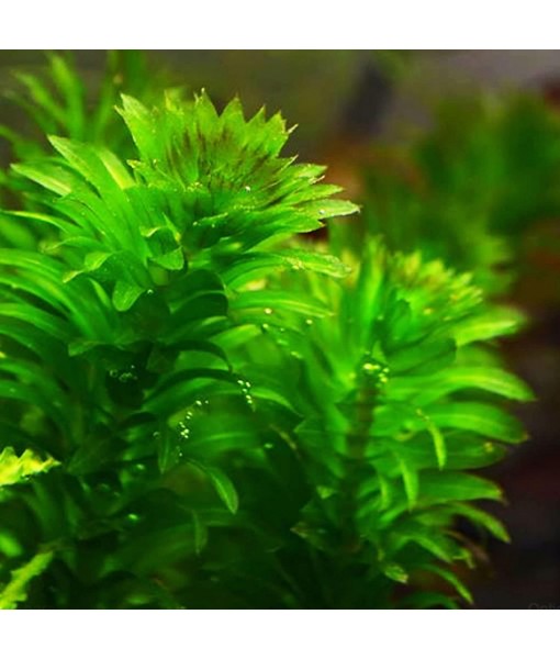 Mainam 5 Pack Anacharis Elodea Densa Tropical Live Aquarium Plants Freshwater Aquatic Pond Water Decorations 3 Days Live Guaranteed