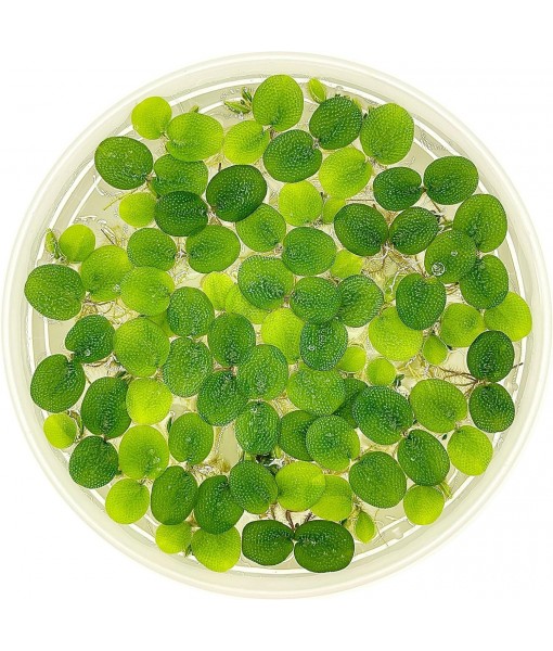 Water Spangle, Salvinia Minima, Live Aquarium/Aquatic/Freshwater/Floating/Pond Plant/Planted Tank/Aquascaping/Paludarium by Aquarium Plant Center (12 Plants, 60+ Leaves)