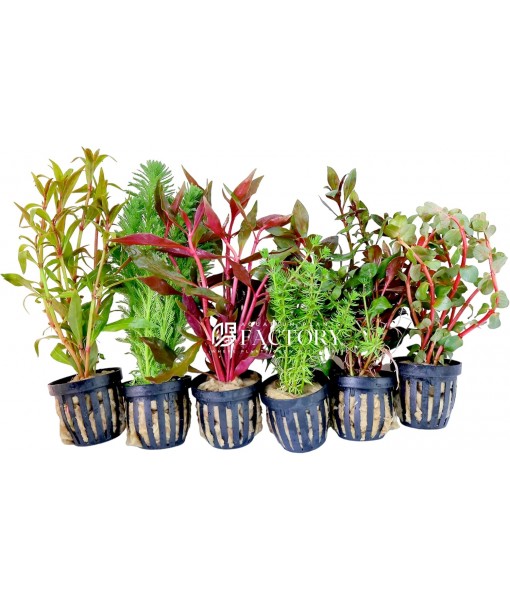 Aquarium Plants Packages [Grower's Choice] by Aquarium Plants Factory (4-8 inch)