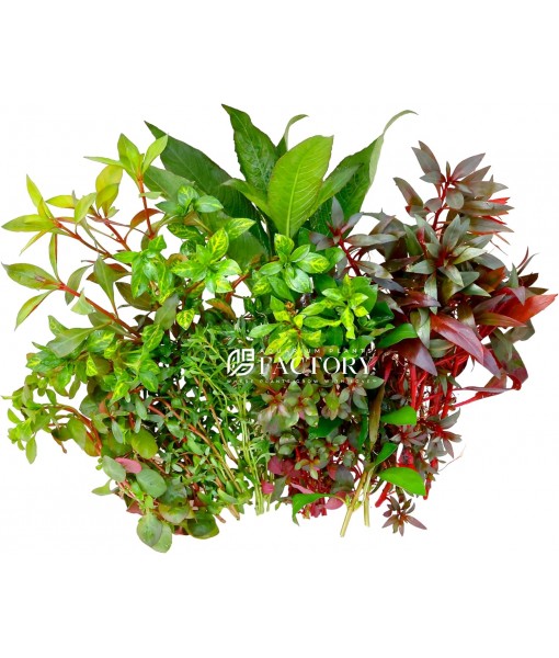 Aquarium Plants Packages [Grower's Choice] by Aquarium Plants Factory (4-8 inch)