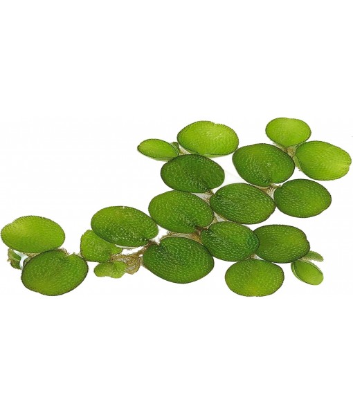 24 Water Spangles (Salvinia Minima), Live Aquarium/Aquatic/Floating/ Pond/Beginner Plant by G&Z