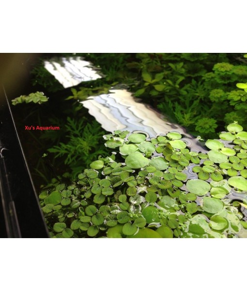 24 Water Spangles (Salvinia Minima), Live Aquarium/Aquatic/Floating/ Pond/Beginner Plant by G&Z