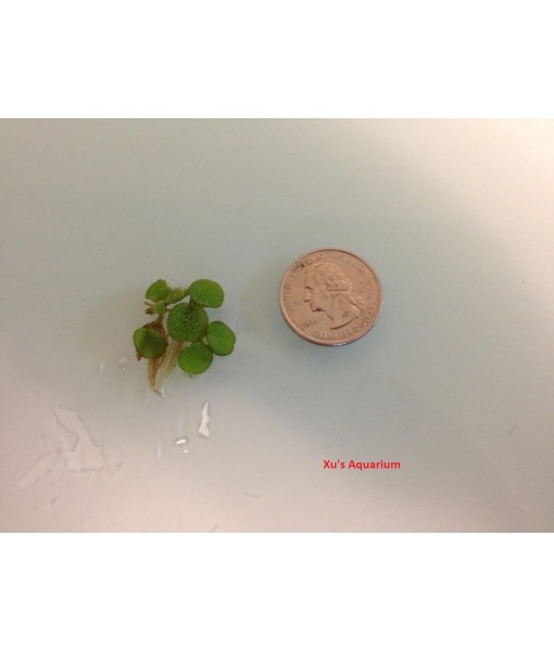 24 Water Spangles (Salvinia Minima), Live Aquarium/Aquatic/Floating/ Pond/Beginner Plant by G&Z