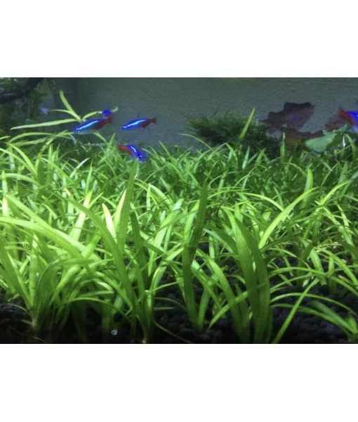 15x Dwarf Sagittaria Subulata Dwarf Sag Live Aquarium Plants Aquatic Carpet Plant Buy 2 GET 1