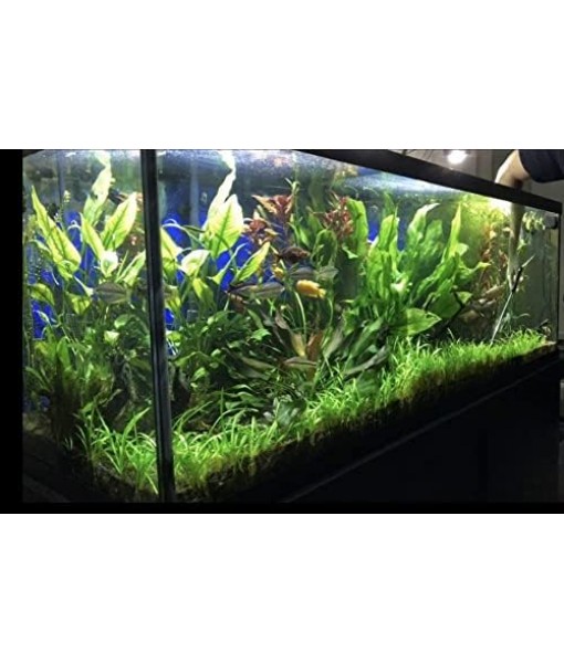15x Dwarf Sagittaria Subulata Dwarf Sag Live Aquarium Plants Aquatic Carpet Plant Buy 2 GET 1