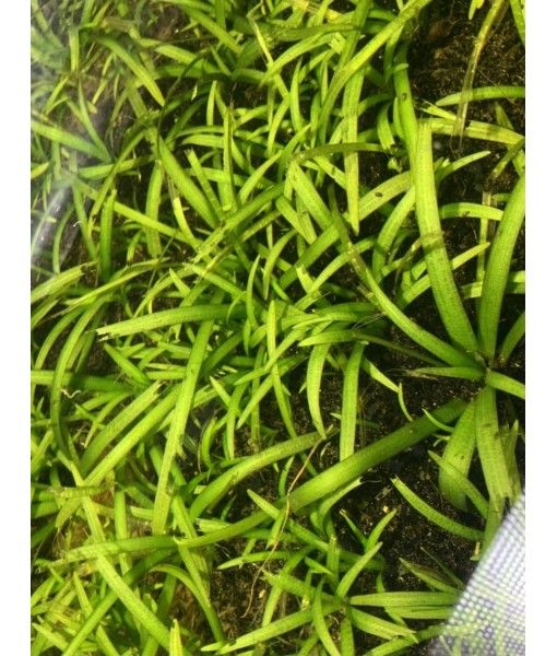 15x Dwarf Sagittaria Subulata Dwarf Sag Live Aquarium Plants Aquatic Carpet Plant Buy 2 GET 1