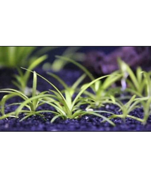 15x Dwarf Sagittaria Subulata Dwarf Sag Live Aquarium Plants Aquatic Carpet Plant Buy 2 GET 1