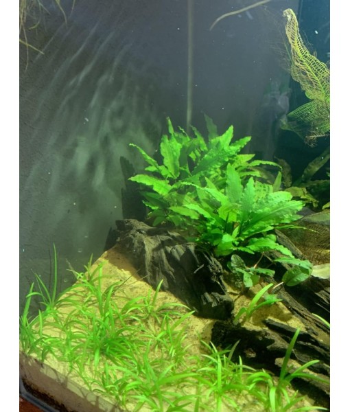15x Dwarf Sagittaria Subulata Dwarf Sag Live Aquarium Plants Aquatic Carpet Plant Buy 2 GET 1