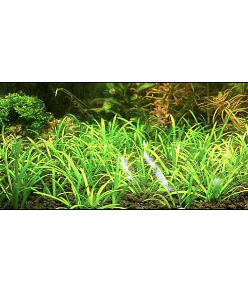 15x Dwarf Sagittaria Subulata Dwarf Sag Live Aquarium Plants Aquatic Carpet Plant Buy 2 GET 1