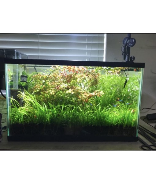 15x Dwarf Sagittaria Subulata Dwarf Sag Live Aquarium Plants Aquatic Carpet Plant Buy 2 GET 1