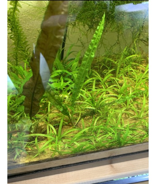 15x Dwarf Sagittaria Subulata Dwarf Sag Live Aquarium Plants Aquatic Carpet Plant Buy 2 GET 1