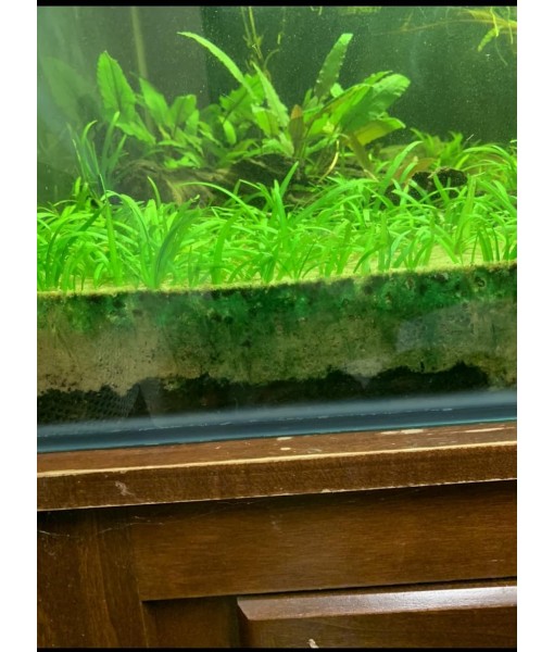 15x Dwarf Sagittaria Subulata Dwarf Sag Live Aquarium Plants Aquatic Carpet Plant Buy 2 GET 1
