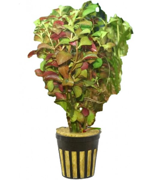 Live Aquarium Ludwigia Repens Plants - Great Background for Fish Long Lasting & Easy to Maintain Suitable Summer Winter Natural Oxygenator Pot ,Light/Medium Green; Striking Dark Red