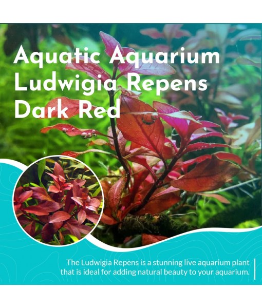 Live Aquarium Ludwigia Repens Plants - Great Background for Fish Long Lasting & Easy to Maintain Suitable Summer Winter Natural Oxygenator Pot ,Light/Medium Green; Striking Dark Red