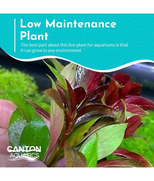 Live Aquarium Ludwigia Repens Plants - Great Background for Fish Long Lasting & Easy to Maintain Suitable Summer Winter Natural Oxygenator Pot ,Light/Medium Green; Striking Dark Red