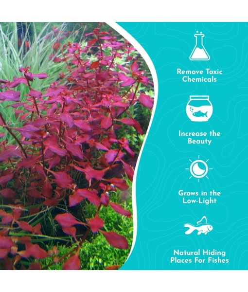 Live Aquarium Ludwigia Repens Plants - Great Background for Fish Long Lasting & Easy to Maintain Suitable Summer Winter Natural Oxygenator Pot ,Light/Medium Green; Striking Dark Red