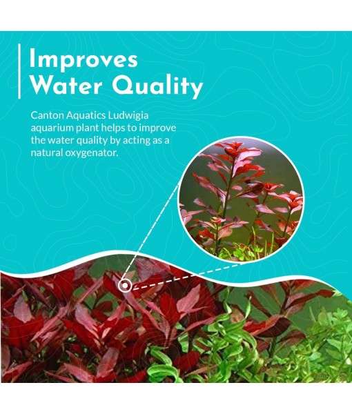 Live Aquarium Ludwigia Repens Plants - Great Background for Fish Long Lasting & Easy to Maintain Suitable Summer Winter Natural Oxygenator Pot ,Light/Medium Green; Striking Dark Red