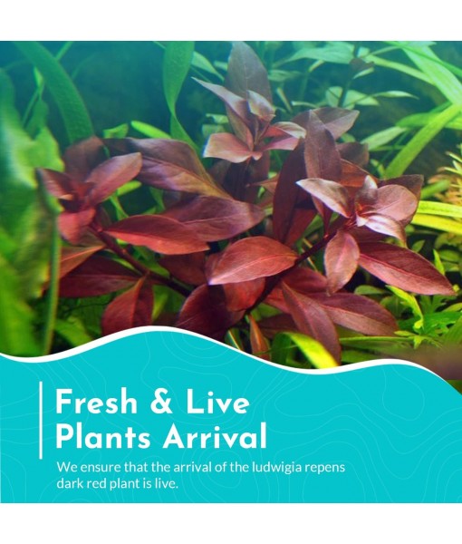 Live Aquarium Ludwigia Repens Plants - Great Background for Fish Long Lasting & Easy to Maintain Suitable Summer Winter Natural Oxygenator Pot ,Light/Medium Green; Striking Dark Red