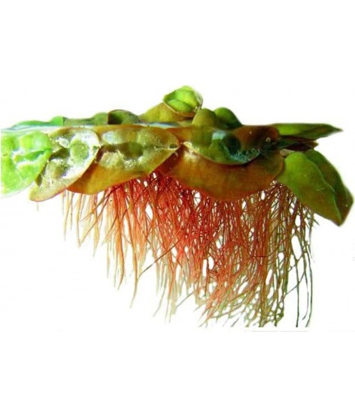 Live Aquarium Red Root Floater Plants - Highly Sought & Removes Nitrates - Easy to Maintain - Increases Beaty - Promote High Water Quality - 4 Ounce Portion