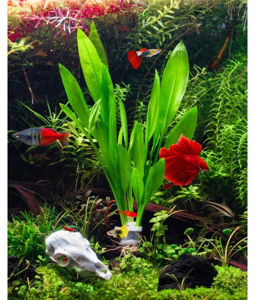 Live Plant -  Sword (Echinodorus Bleheri) - Beginner Friendly, Easy Care, Medium Light, Midground to Background Placement - Freshwater Aquarium Decoration - 1 Bunch (4-5 Plants)