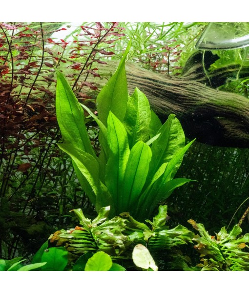 Live Plant -  Sword (Echinodorus Bleheri) - Beginner Friendly, Easy Care, Medium Light, Midground to Background Placement - Freshwater Aquarium Decoration - 1 Bunch (4-5 Plants)