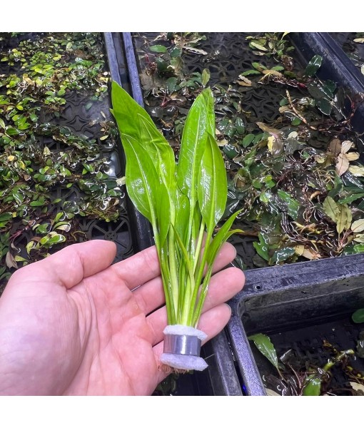 Live Plant -  Sword (Echinodorus Bleheri) - Beginner Friendly, Easy Care, Medium Light, Midground to Background Placement - Freshwater Aquarium Decoration - 1 Bunch (4-5 Plants)