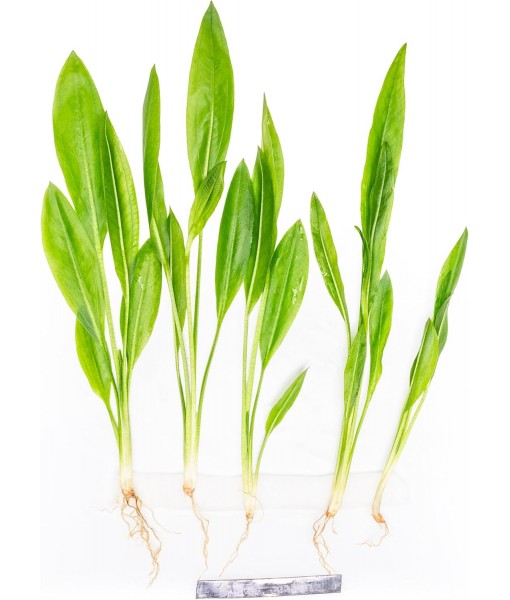 Live Plant -  Sword (Echinodorus Bleheri) - Beginner Friendly, Easy Care, Medium Light, Midground to Background Placement - Freshwater Aquarium Decoration - 1 Bunch (4-5 Plants)