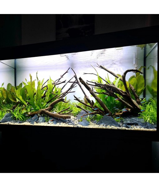 Live Plant -  Sword (Echinodorus Bleheri) - Beginner Friendly, Easy Care, Medium Light, Midground to Background Placement - Freshwater Aquarium Decoration - 1 Bunch (4-5 Plants)