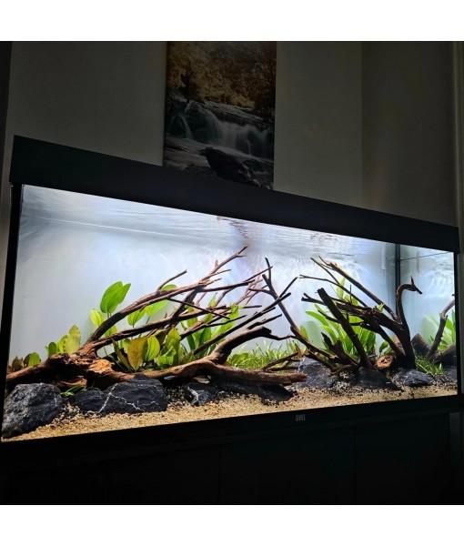 Live Plant -  Sword (Echinodorus Bleheri) - Beginner Friendly, Easy Care, Medium Light, Midground to Background Placement - Freshwater Aquarium Decoration - 1 Bunch (4-5 Plants)