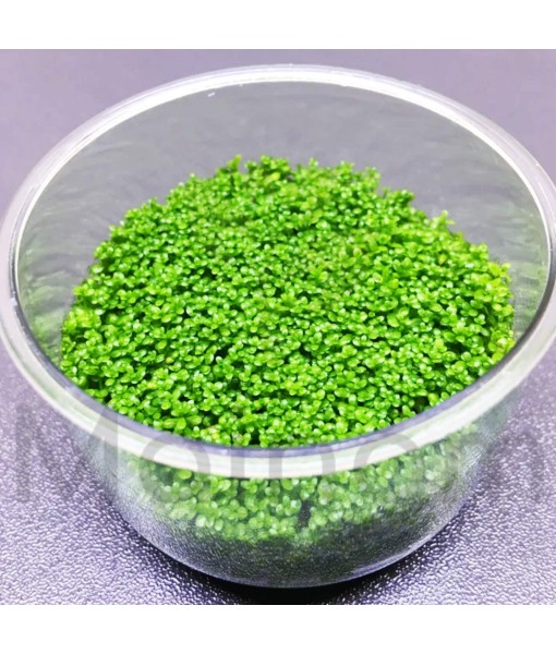 (1-Cup) Dwarf Baby Tears Carpet Imported Direct from Grower Live Aquarium Plants Decoration Tissue Culture for Freshwater Aquatic Plant Tank by Mainam