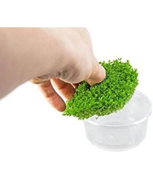 (1-Cup) Dwarf Baby Tears Carpet Imported Direct from Grower Live Aquarium Plants Decoration Tissue Culture for Freshwater Aquatic Plant Tank by Mainam