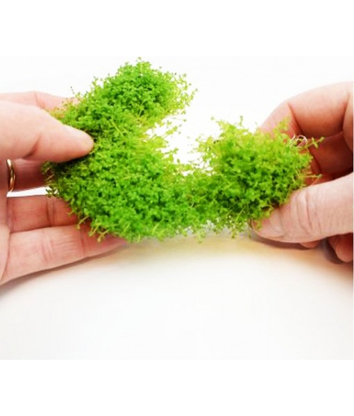 (1-Cup) Dwarf Baby Tears Carpet Imported Direct from Grower Live Aquarium Plants Decoration Tissue Culture for Freshwater Aquatic Plant Tank by Mainam