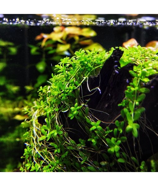 (1-Cup) Dwarf Baby Tears Carpet Imported Direct from Grower Live Aquarium Plants Decoration Tissue Culture for Freshwater Aquatic Plant Tank by Mainam