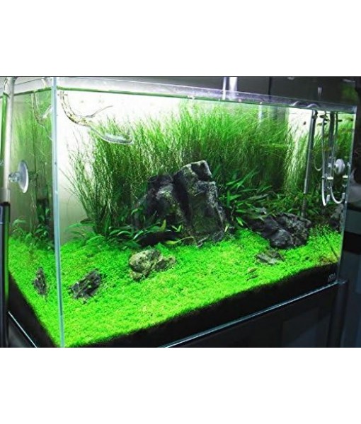 (1-Cup) Dwarf Baby Tears Carpet Imported Direct from Grower Live Aquarium Plants Decoration Tissue Culture for Freshwater Aquatic Plant Tank by Mainam