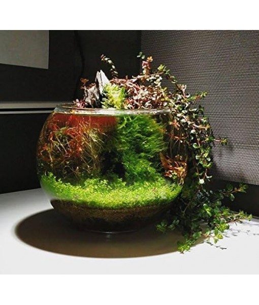 (1-Cup) Dwarf Baby Tears Carpet Imported Direct from Grower Live Aquarium Plants Decoration Tissue Culture for Freshwater Aquatic Plant Tank by Mainam