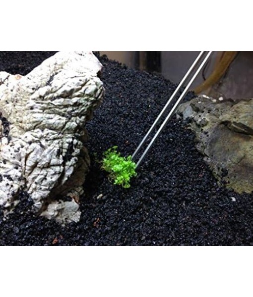 (1-Cup) Dwarf Baby Tears Carpet Imported Direct from Grower Live Aquarium Plants Decoration Tissue Culture for Freshwater Aquatic Plant Tank by Mainam