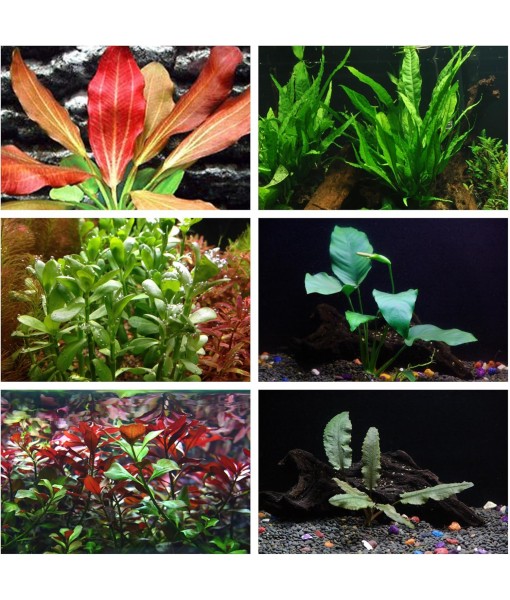 California Bundle - 25+ Stems / 6 Species Live Aquarium Plants Package