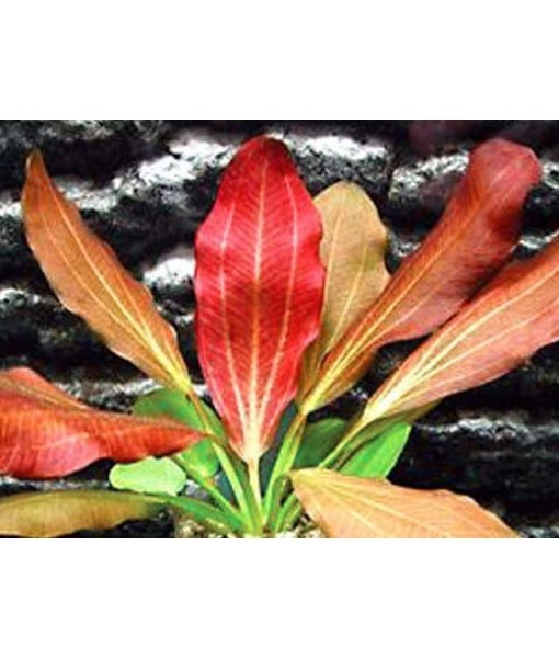 California Bundle - 25+ Stems / 6 Species Live Aquarium Plants Package