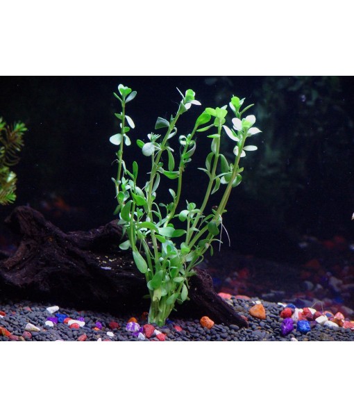 California Bundle - 25+ Stems / 6 Species Live Aquarium Plants Package
