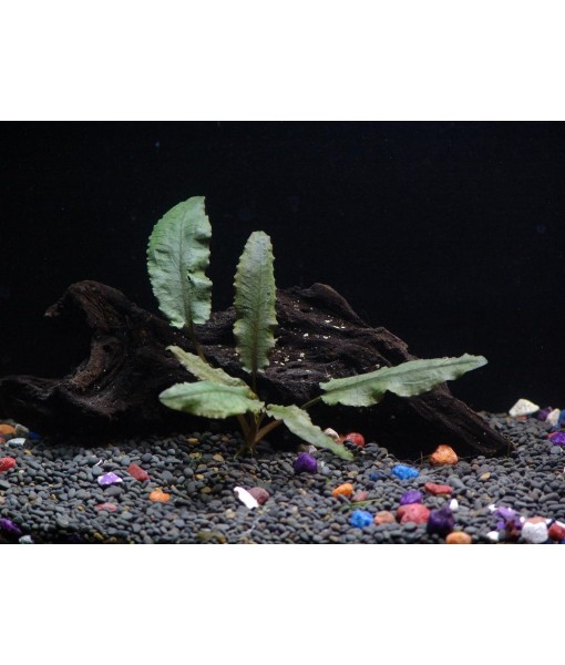 California Bundle - 25+ Stems / 6 Species Live Aquarium Plants Package