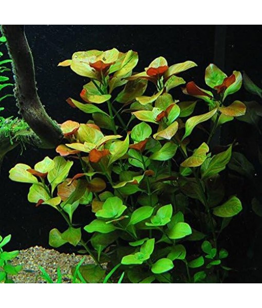 California Bundle - 25+ Stems / 6 Species Live Aquarium Plants Package