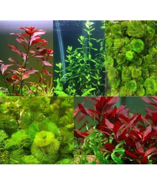 Live Aquarium Plant Bundle - 18 Stems of Ludwigia Repens, Bacopa Monnieri & Cabomba Caroliniana - Easy Freshwater Plants for Aquascaping, Filtration & Fish Tank Decoration